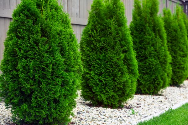 Arborvitae Planting in Tampa