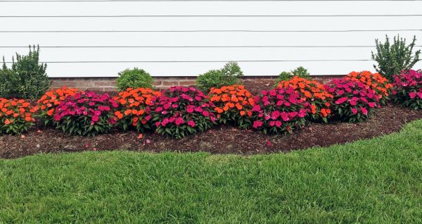 Flower Bed Weeding Service in Tampa