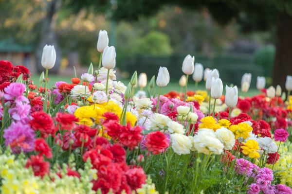 Gardening Service in Tampa