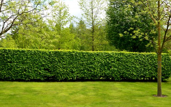 Hedge Planting in Tampa
