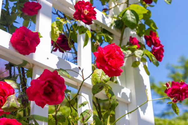 Home Gardening Service in Tampa