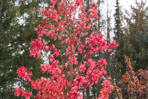 Japanese Maple Planting in Tampa