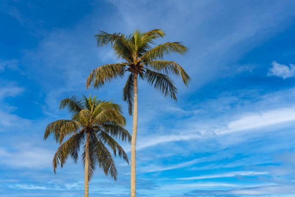 Palm Tree Planting in Tampa
