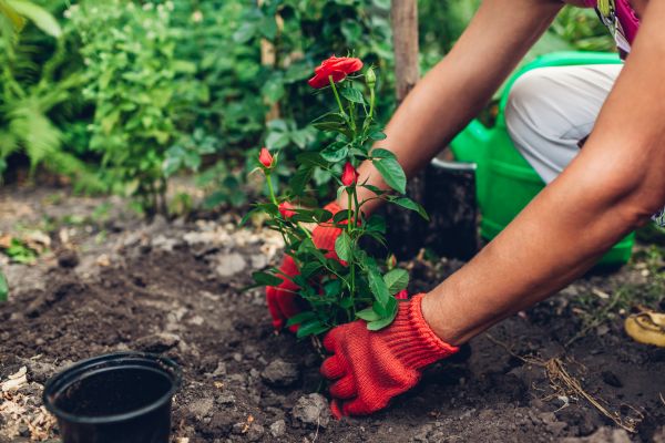 Planting Service in Tampa