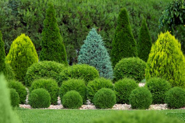 Shrub Replacement in Tampa