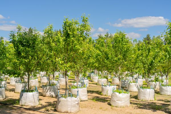 Tree Planting Service in Tampa