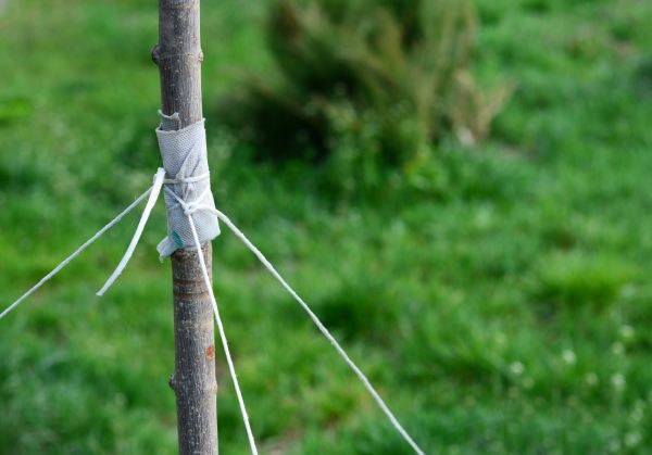 Tree Staking Service in Tampa