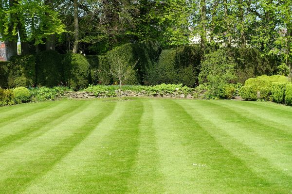 Lawn Renovation in Tampa