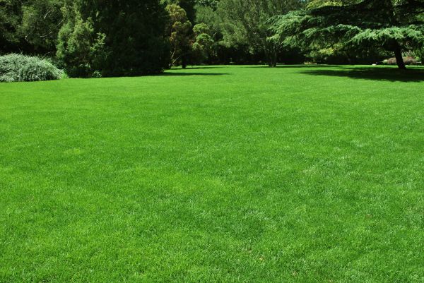Lawn Landscaping in Tampa