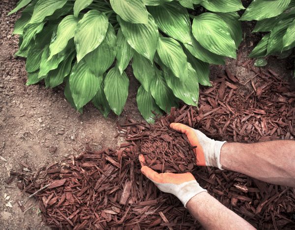 Shredded Mulch Service in Tampa