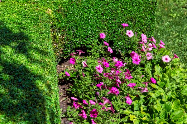 Softscaping Service in Tampa
