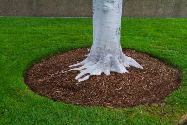 Brown Mulch Installation in Tampa