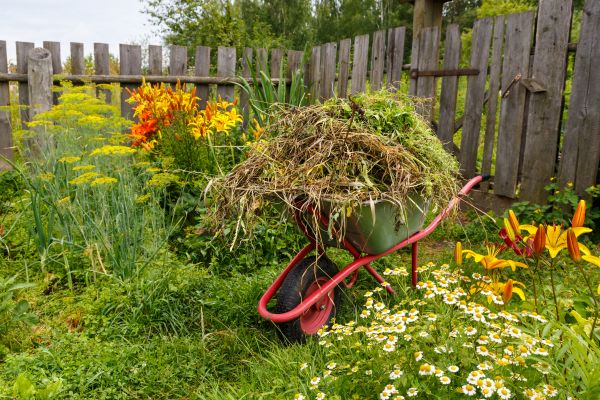 Garden Cleanup Service in Tampa