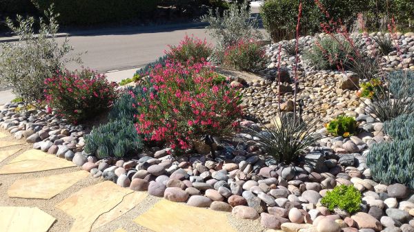 Xeriscape Landscaping in Tampa