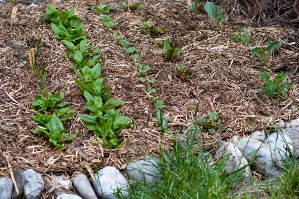 Mulch Service in Tampa