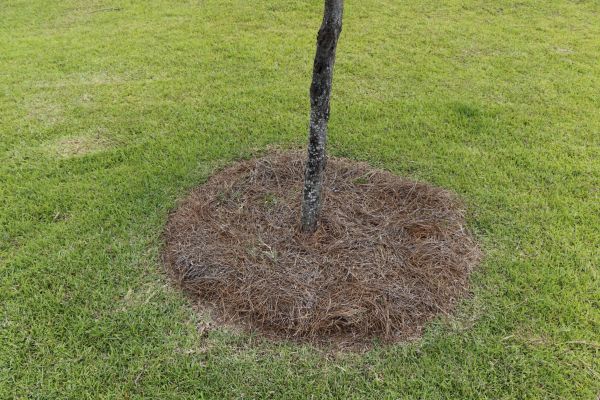 Pine Straw Spreading in Tampa
