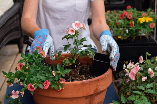 Plant Care Service in Tampa