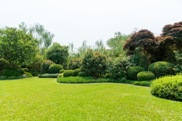 Tree Landscaping in Tampa