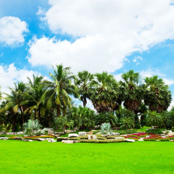 Tropical Landscaping in Tampa