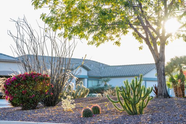 Dryscape Landscaping in Tampa