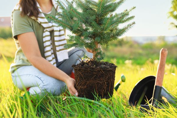 Spruce Tree Planting in Tampa