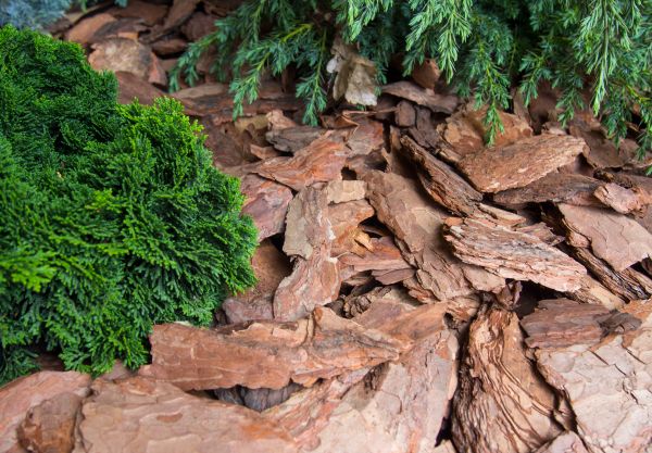 Pine Bark Installation in Tampa