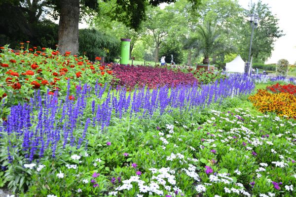 Perennials Planting in Tampa
