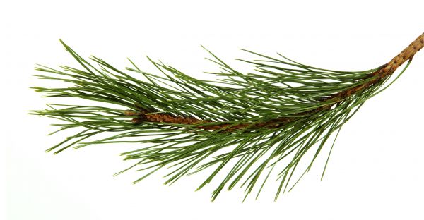 Pine Needles Installation in Tampa