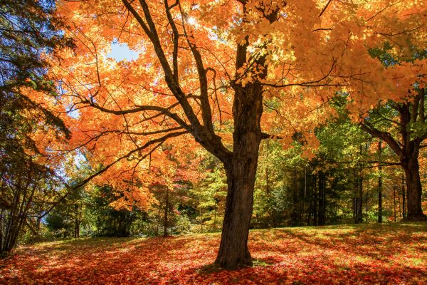 Maple Tree Planting in Tampa