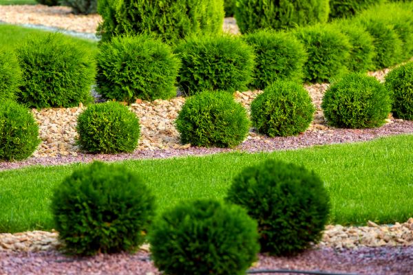 Bush Installation in Tampa
