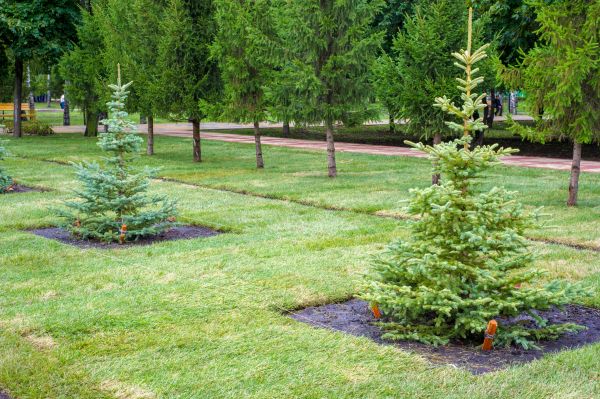 Privacy Trees Planting in Tampa