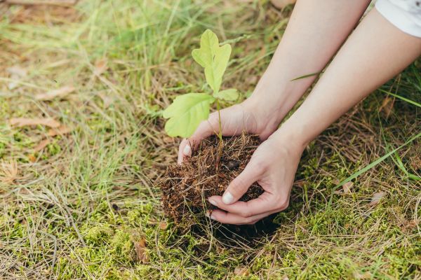 Oak Tree Planting in Tampa