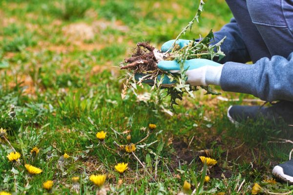 Flower Bed Clearing in Tampa