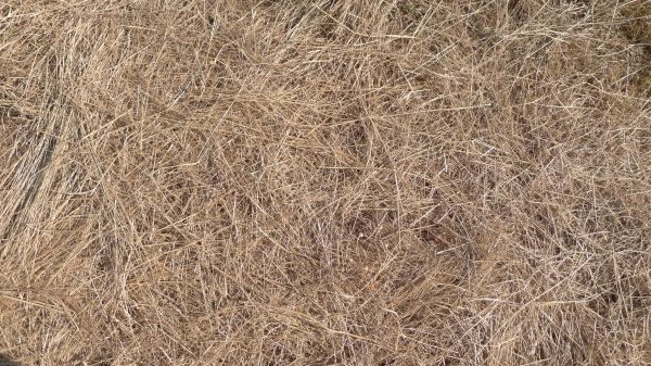 Pine Straw Replacement in Tampa