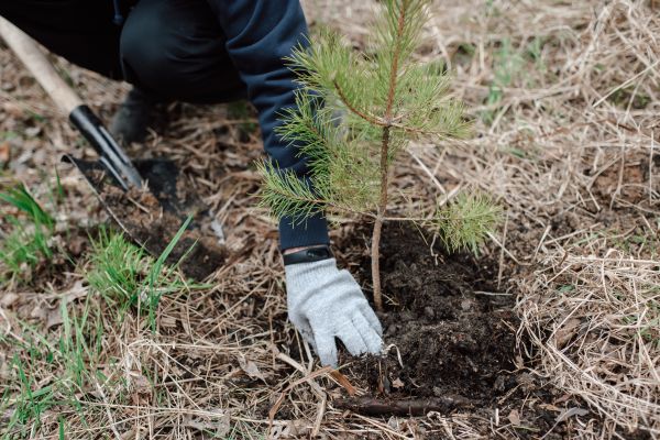 Pine Tree Planting in Tampa