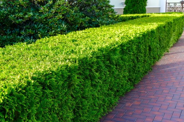 Hedge Installation in Tampa
