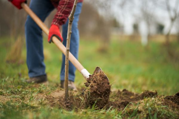 Trees Planting in Tampa