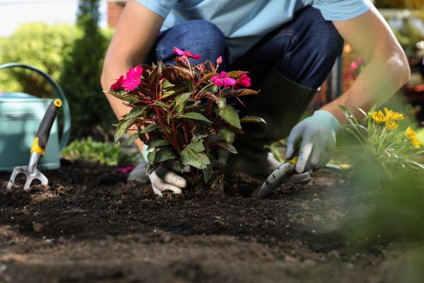 Plant Replacement in Tampa