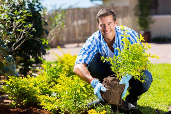 Shrub Landscaping in Tampa