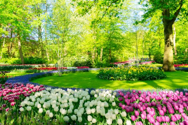 Flower Landscaping in Tampa