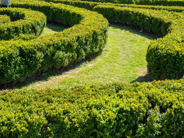 Bush Landscaping in Tampa
