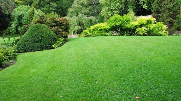 Commercial Landscape Design in Tampa