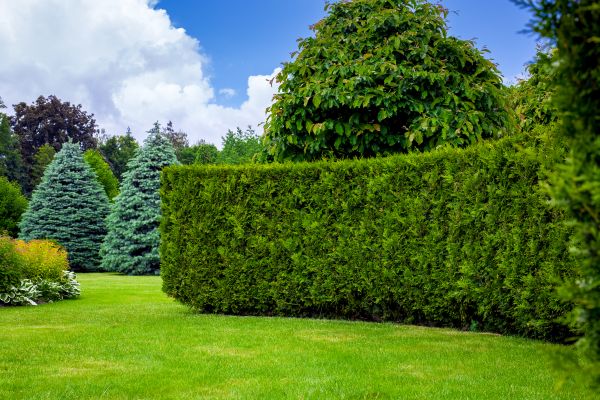Hedge Landscaping in Tampa