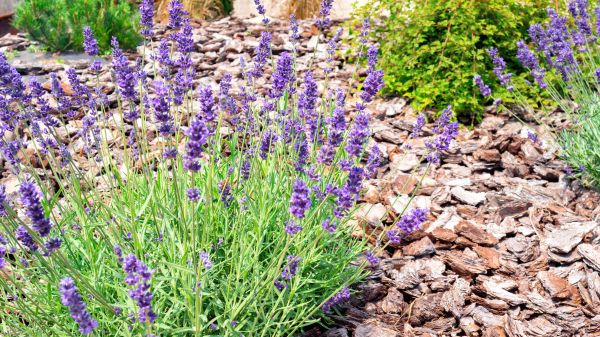 Pine Bark Landscaping in Tampa