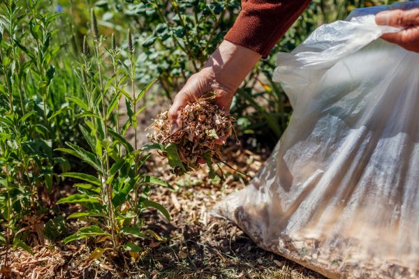 Wood Mulch Installation in Tampa