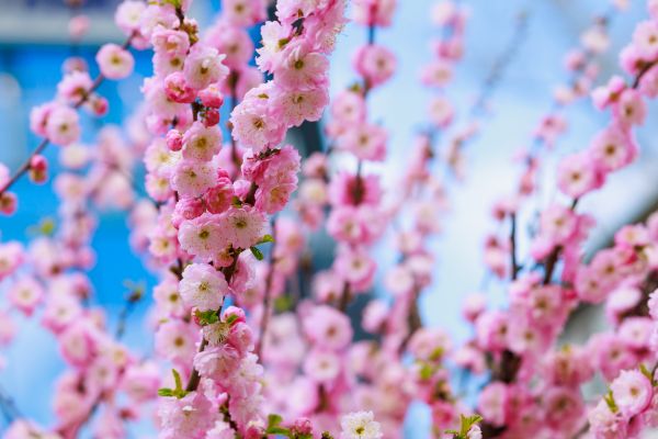 Japanese Cherry Tree Planting in Tampa