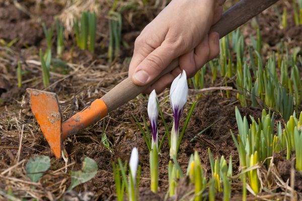 Flower Garden Weeding in Tampa