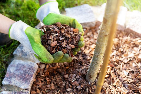 Tree Bark Delivery in Tampa