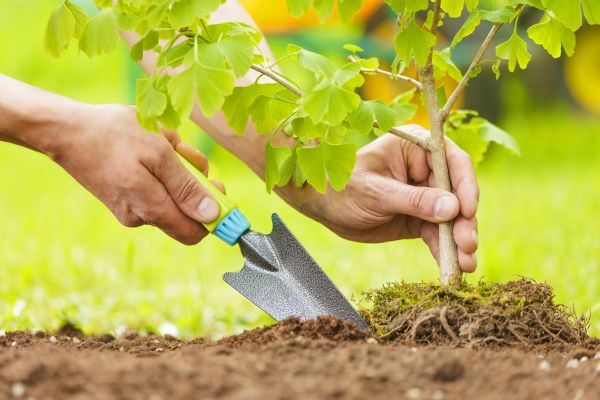 Fruit Tree Planting in Tampa