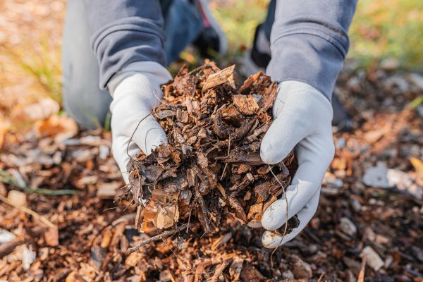 Shredded Mulch Installation in Tampa